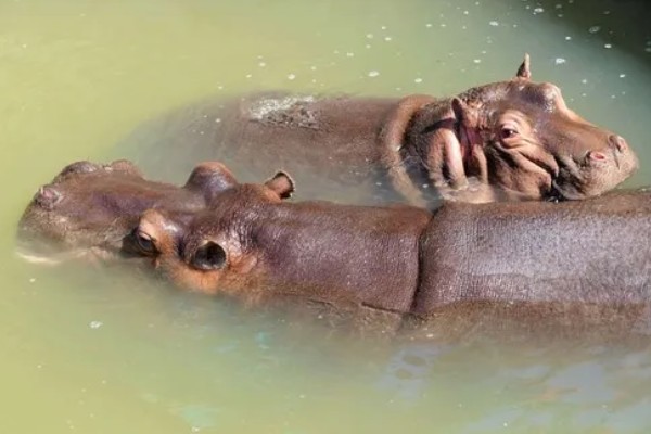 河马生活在哪里，很多时候都是待在水中的