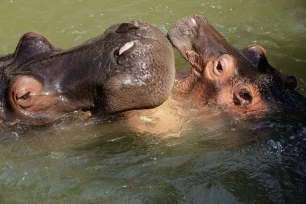 河马生活在哪里，很多时候都是待在水中的