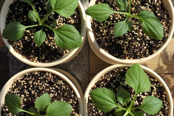 翠菊的播种方法,行距保持在8-9厘米