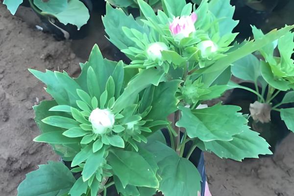 翠菊的播种方法,行距保持在8-9厘米