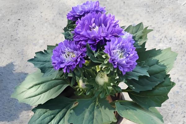 翠菊的播种方法,行距保持在8-9厘米