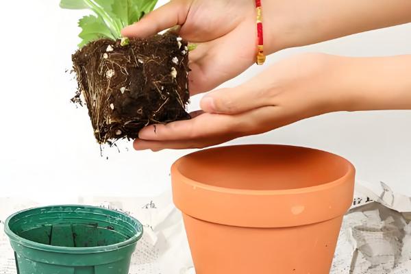 翠菊的播种方法,行距保持在8-9厘米