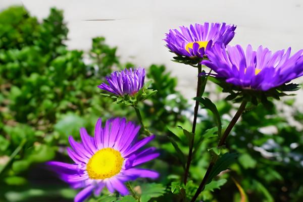 翠菊的播种方法,行距保持在8-9厘米