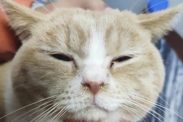 猫流鼻涕的原因，可能是普通性感冒所致
