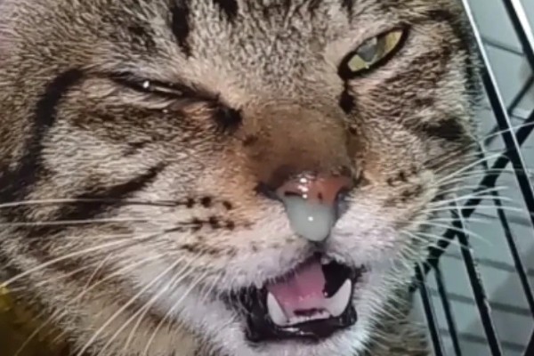猫流鼻涕的原因，可能是普通性感冒所致