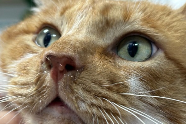 猫流鼻涕的原因，可能是普通性感冒所致
