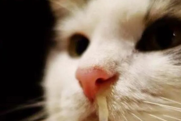 猫流鼻涕的原因，可能是普通性感冒所致