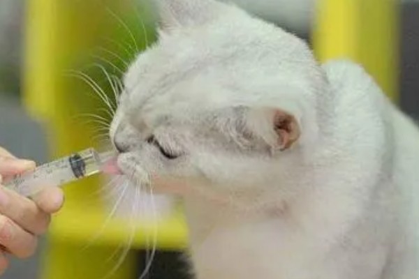 猫流鼻涕的原因，可能是普通性感冒所致