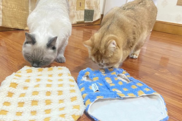 猫流鼻涕的原因，可能是普通性感冒所致