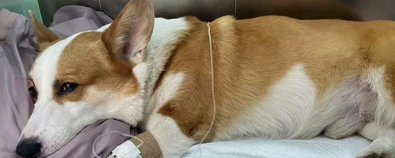 狗细小病毒是怎么引起的，主要还是通过接触传播的