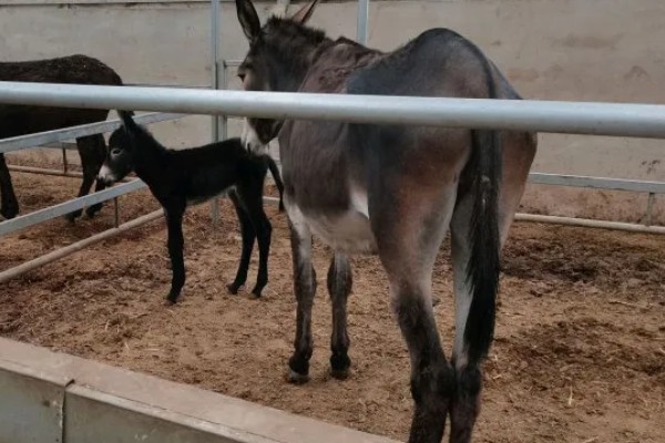驴子一年繁殖多少次，1年繁殖1次