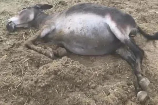 驴子一年繁殖多少次，1年繁殖1次