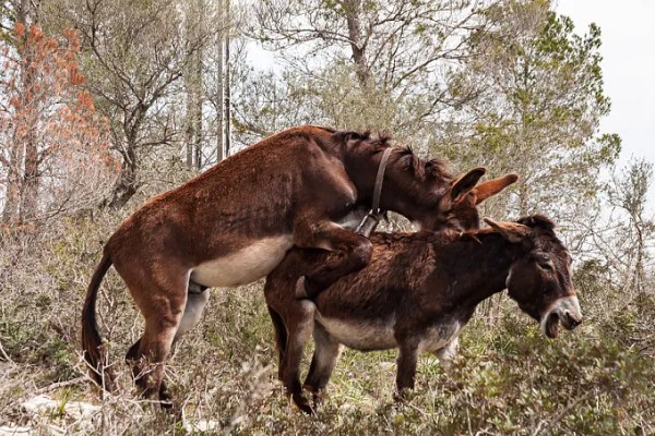 驴子一年繁殖多少次，1年繁殖1次