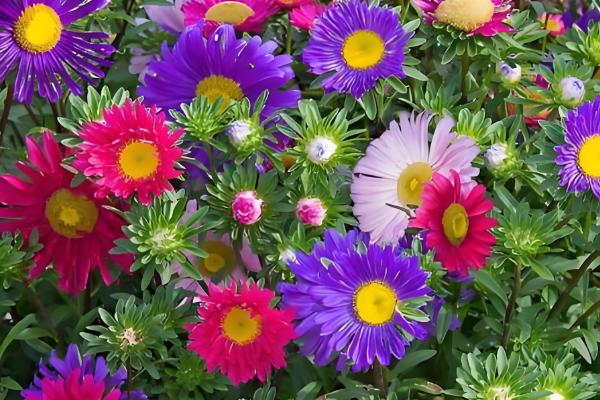 翠菊的播种方法,行距保持在8-9厘米