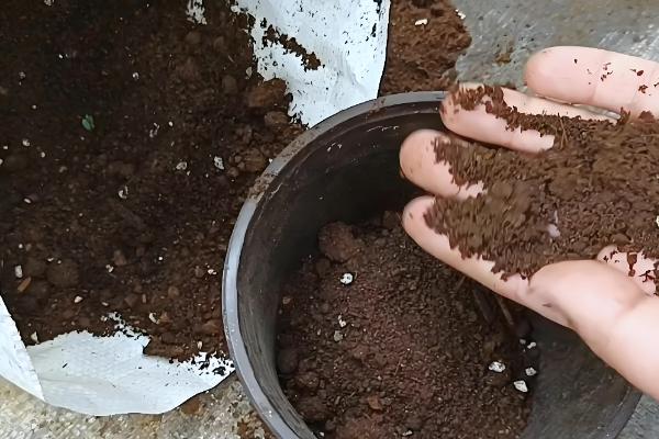 翠菊的播种方法,行距保持在8-9厘米