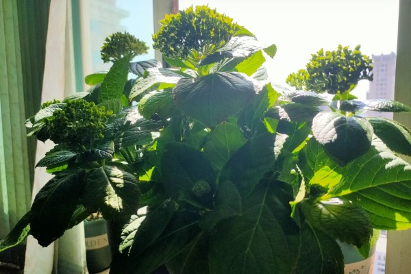 绣球养爆盆的方法，生长需要充足的光照