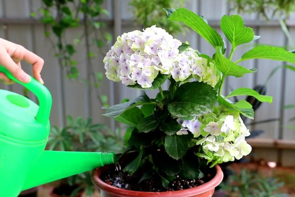 绣球养爆盆的方法，生长需要充足的光照