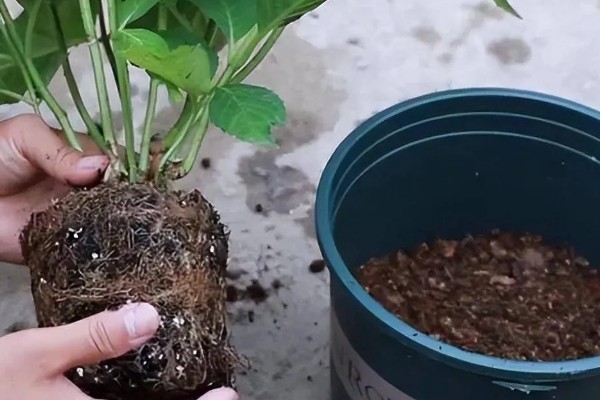 绣球养爆盆的方法，生长需要充足的光照