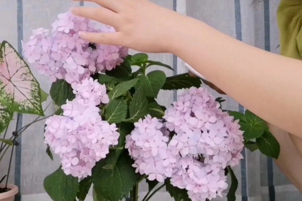 绣球养爆盆的方法，生长需要充足的光照