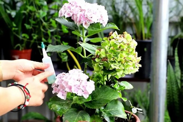 绣球养爆盆的方法，生长需要充足的光照