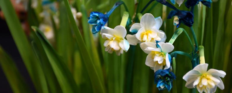 五彩凤仙花能水培吗，可以用水培的方式种植