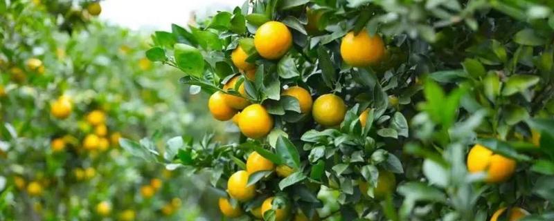 种植贡柑有哪些注意事项，施肥原则是勤施薄肥