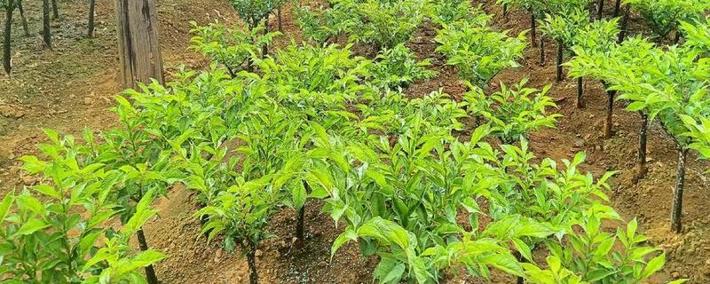 魔芋一代种当年要采挖吗，保留到下一年可能会腐烂