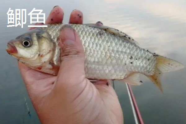 化氏尺上的简介，属于本味型饵料