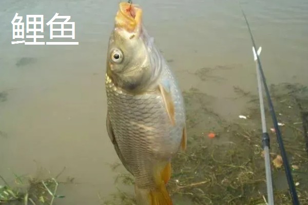 化氏尺上的简介，属于本味型饵料