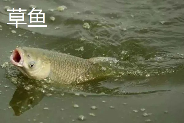 化氏尺上的简介，属于本味型饵料