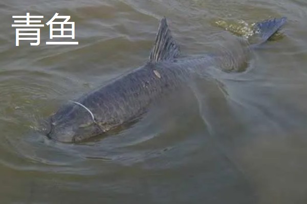 化氏尺上的简介，属于本味型饵料