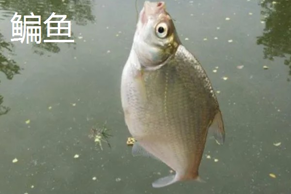 化氏尺上的简介，属于本味型饵料