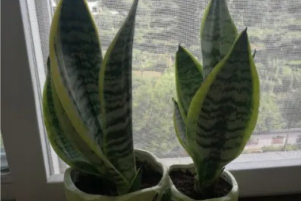 金边虎皮兰多久浇水一次,根据季节调整浇水频率