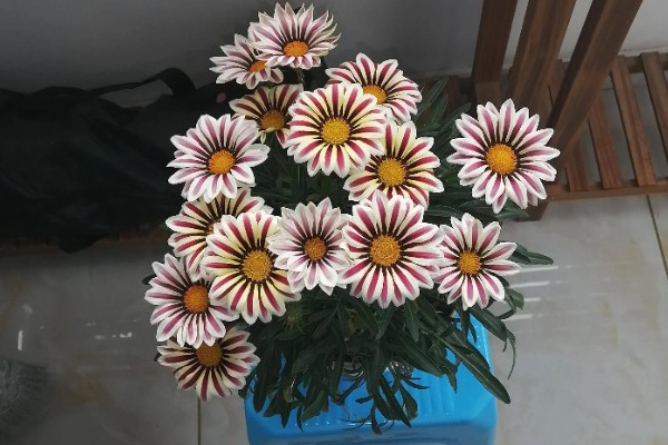 勋章叶子蔫了怎么处理,需要增加浇水