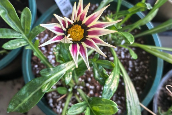 勋章叶子蔫了怎么处理,需要增加浇水