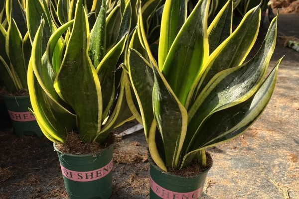 金边虎皮兰多久浇水一次,根据季节调整浇水频率