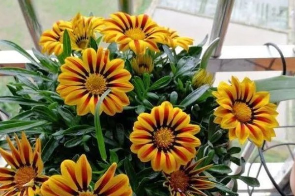 勋章叶子蔫了怎么处理,需要增加浇水