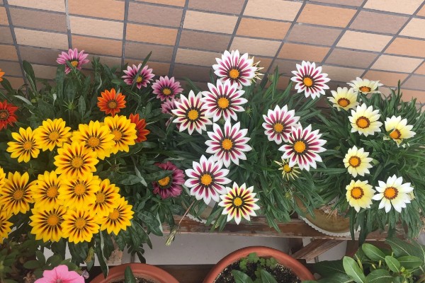 勋章叶子蔫了怎么处理,需要增加浇水