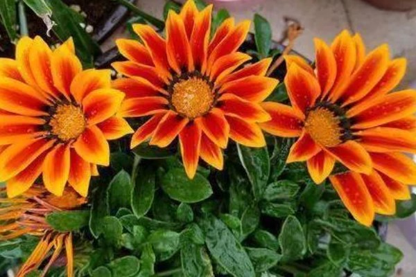 勋章叶子蔫了怎么处理,需要增加浇水