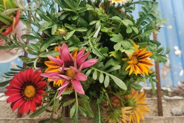 勋章叶子蔫了怎么处理,需要增加浇水