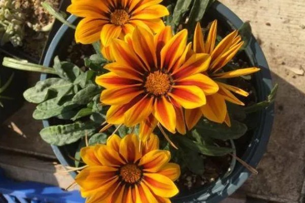 勋章叶子蔫了怎么处理,需要增加浇水