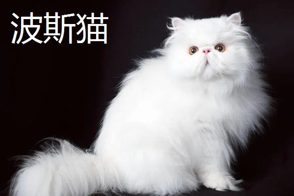 猫咪智商排名，第一名是加拿大无毛猫