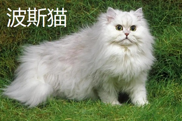 猫咪智商排名，第一名是加拿大无毛猫