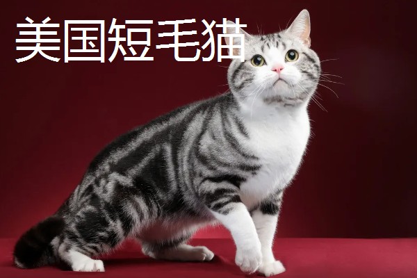猫咪智商排名，第一名是加拿大无毛猫