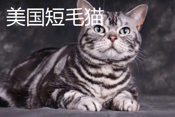 猫咪智商排名，第一名是加拿大无毛猫