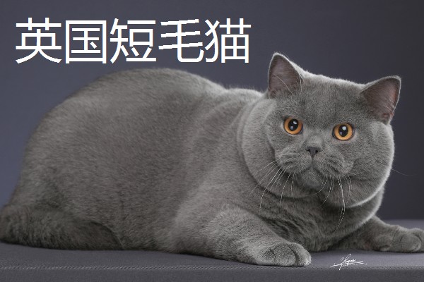 猫咪智商排名，第一名是加拿大无毛猫