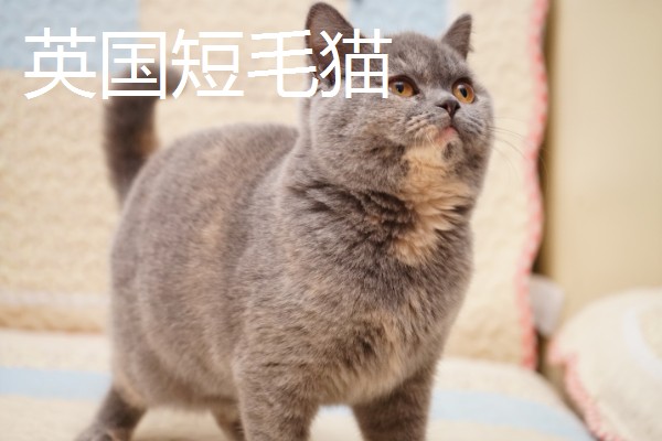 猫咪智商排名，第一名是加拿大无毛猫