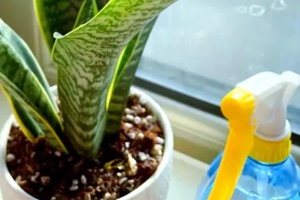 金边虎皮兰多久浇水一次,根据季节调整浇水频率