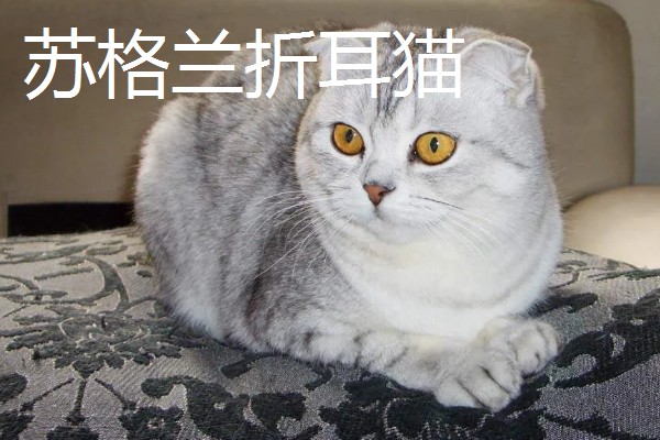 猫咪智商排名，第一名是加拿大无毛猫