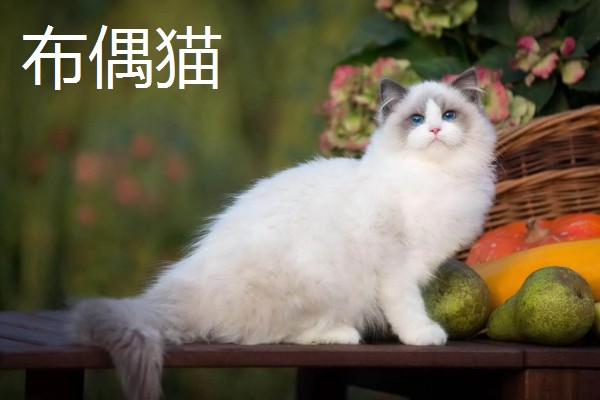 猫咪智商排名，第一名是加拿大无毛猫